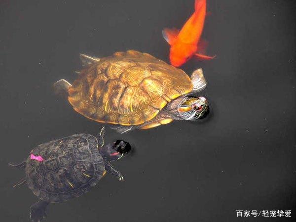 乌龟和鱼在一起的寓意