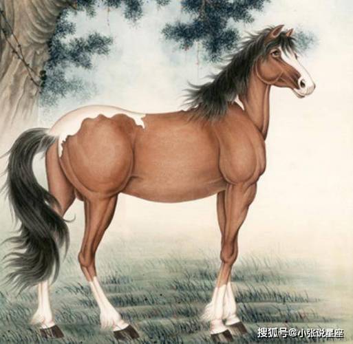 属马女的烦恼来自哪里