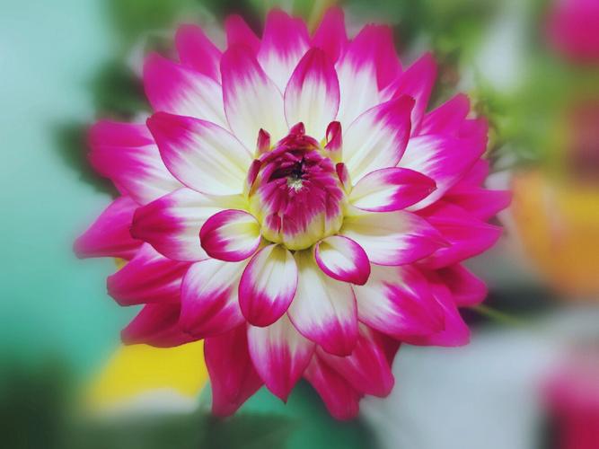 花语大全:大丽花花语是什么