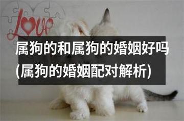和属狗男交往的忌讳