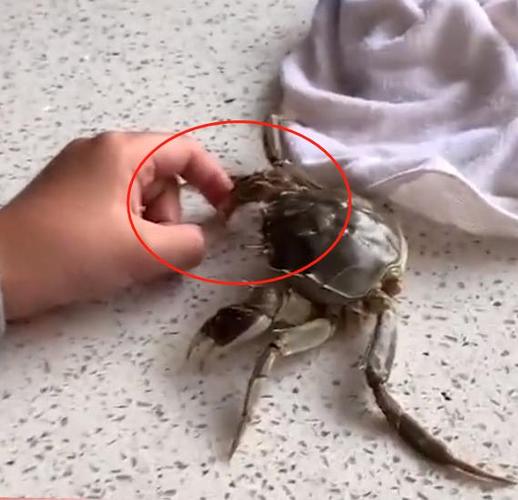梦见被蟹夹到手是什么意思
