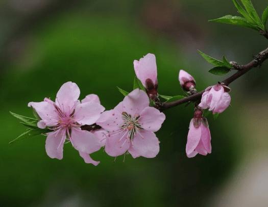 女带桃花很可怕