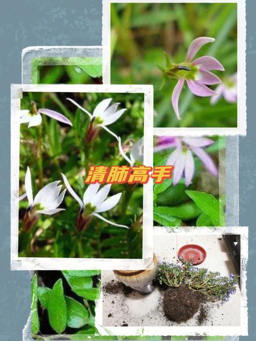 半边莲的花语是什么?