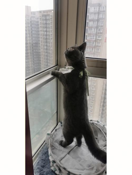 有野猫来家窗台好吗