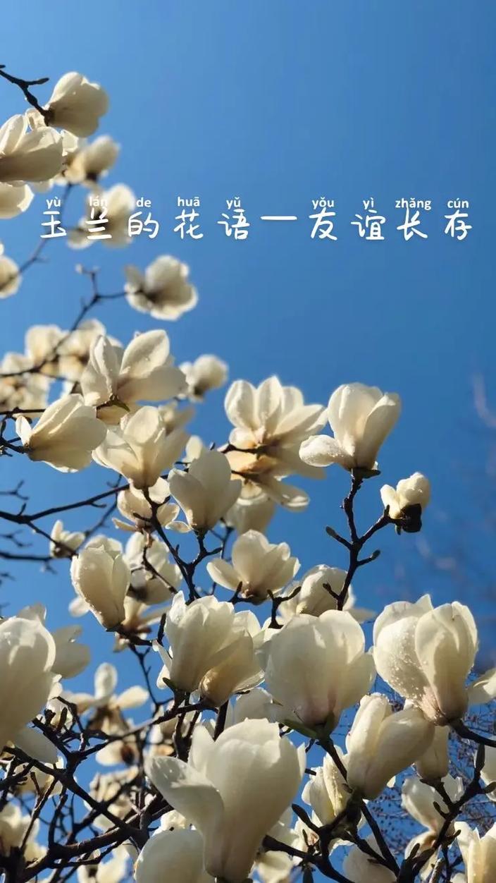 11种友谊之花花语;代表了友情