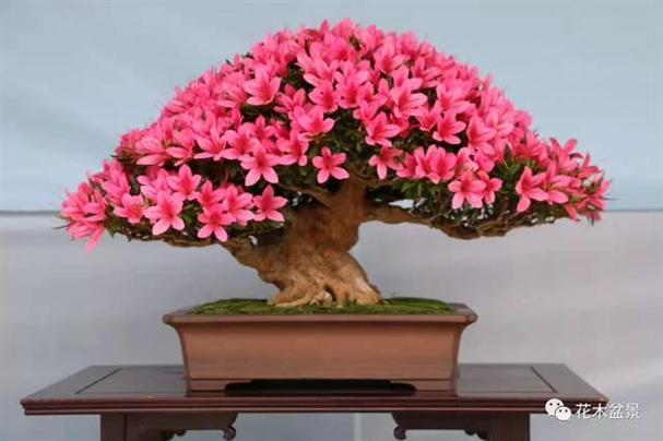 八仙花及木芙蓉的风水作用有哪些?