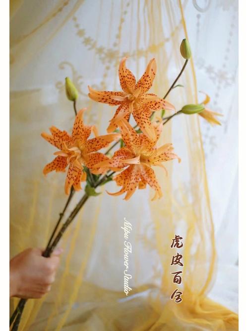 8月2日花语:虎皮百合,生日花语照料