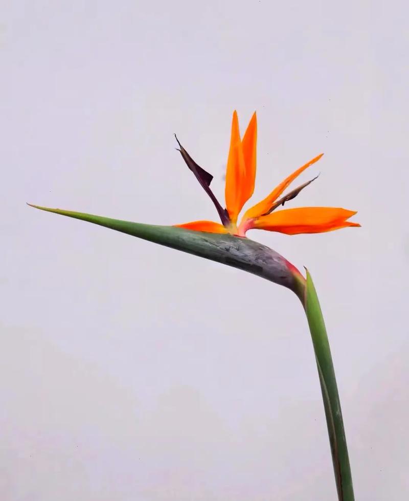 名贵切花:天堂鸟的花语