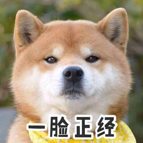 属狗的人表情突然严肃是因为?