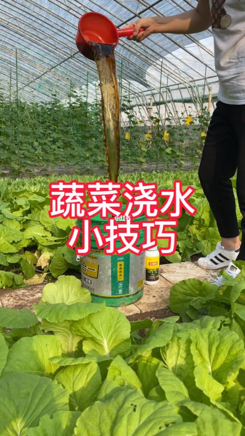 梦见给菜浇水怎么回事