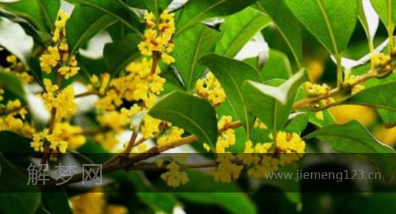 梦见月桂花