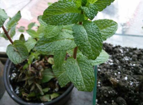 家里种薄荷风水禁忌是什么