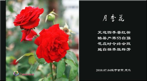 月季 花语
