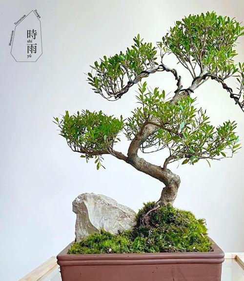 盆栽在风水中的作用