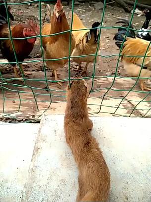 梦见打死黄鼠狼