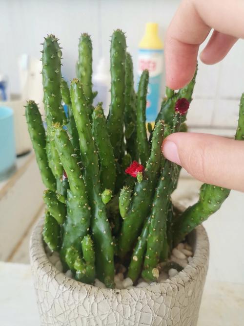 院子里种植仙人掌会怎样