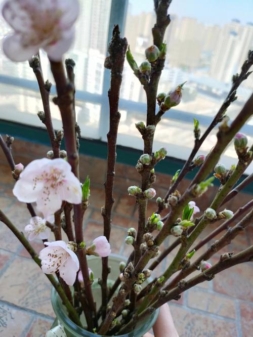 家里的桃花位放假花究竟会怎么样
