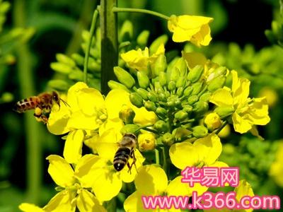 梦见油菜花