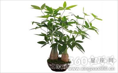 金牛座适合摆放什么植物开运