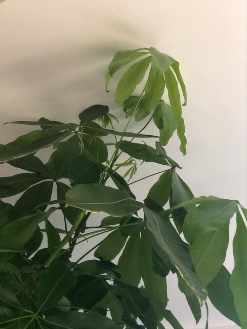 客厅发财树高过人好吗