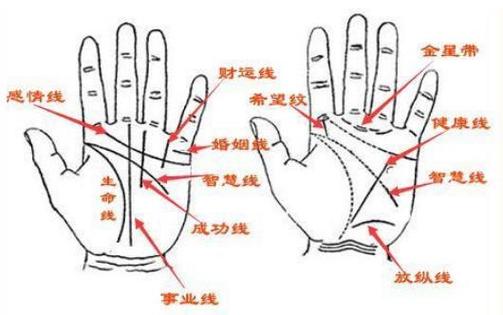 篦形手的人命运如何