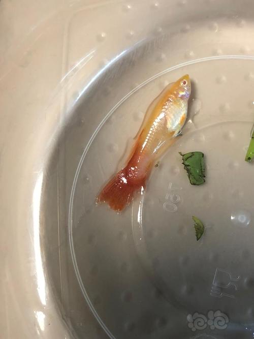 风水鱼死了怎么处理