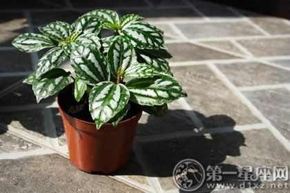 吸尼古丁最好的植物之冷水花