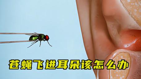 梦见苍蝇飞进耳朵里