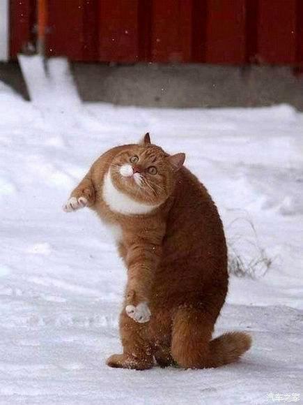 梦见猫跳起来