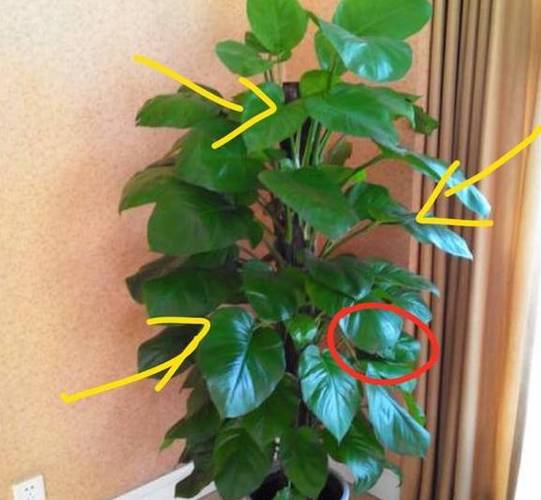 居家植物风水 不同位置的植物摆放风水