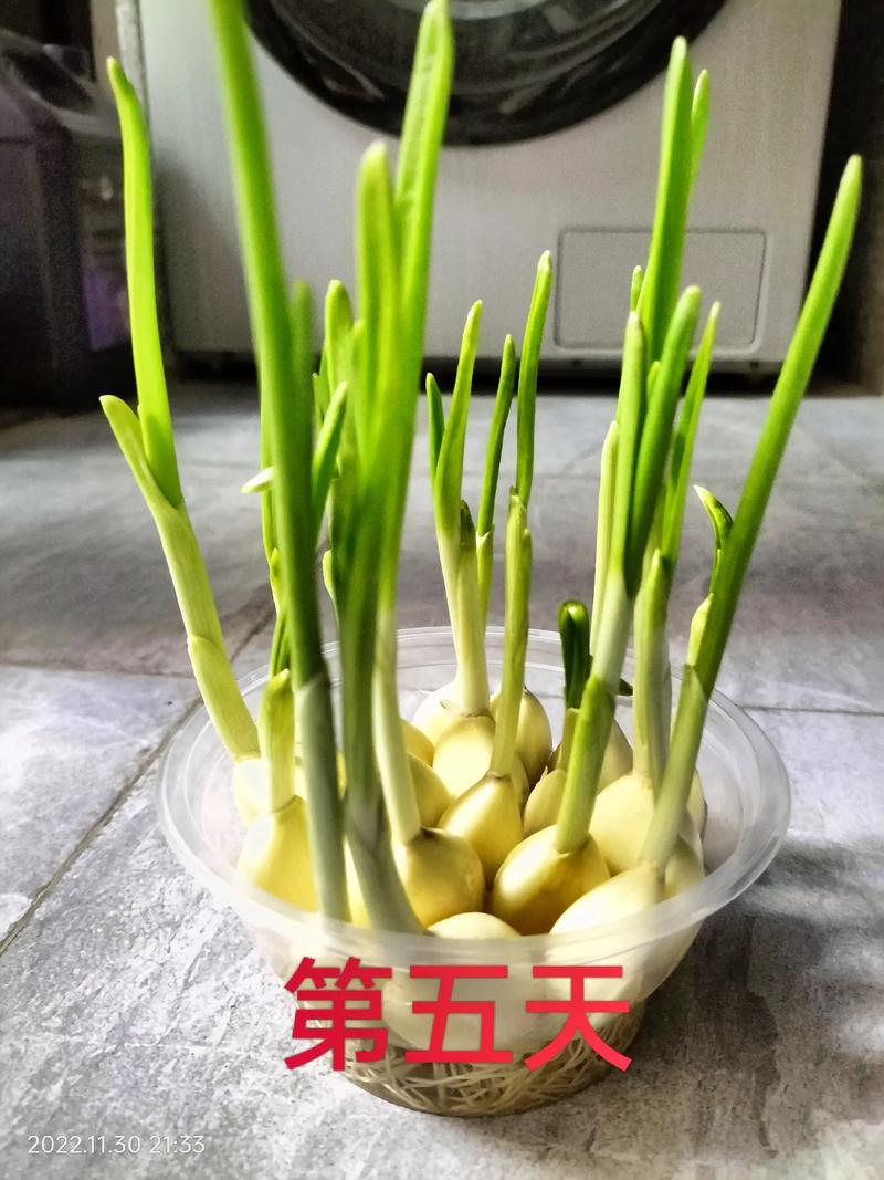 在卫生间养大蒜风水好吗