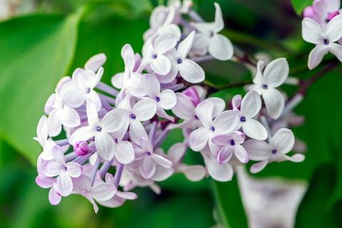 梦见丁香花周公解梦,梦见丁香花是什么意思?