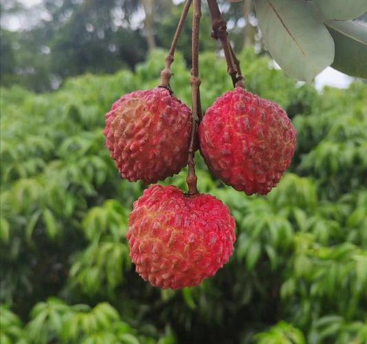 梦见荔枝好不好