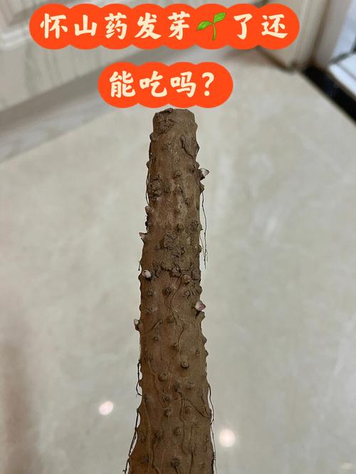 梦见山药发芽
