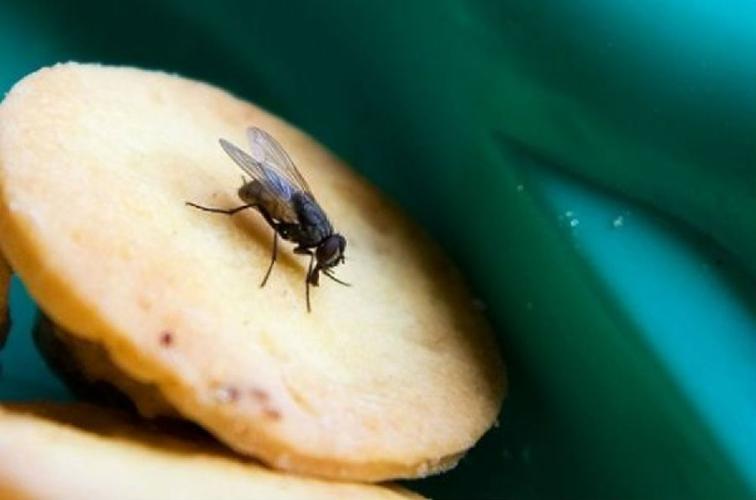 梦见苍鹰怎么回事