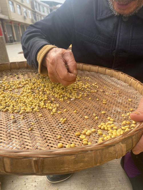 梦见收割黄豆