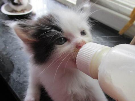 梦见给猫喂奶