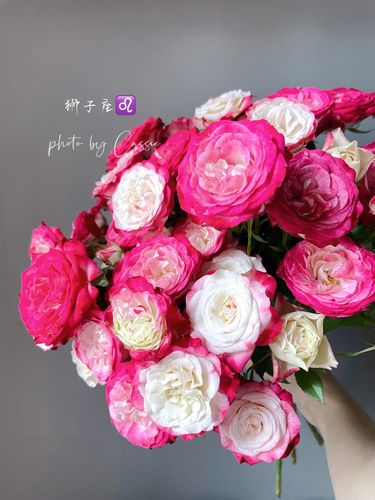 狮子座女生喜欢什么花