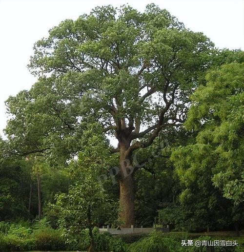 坐北朝南院子东边种什么树风水好