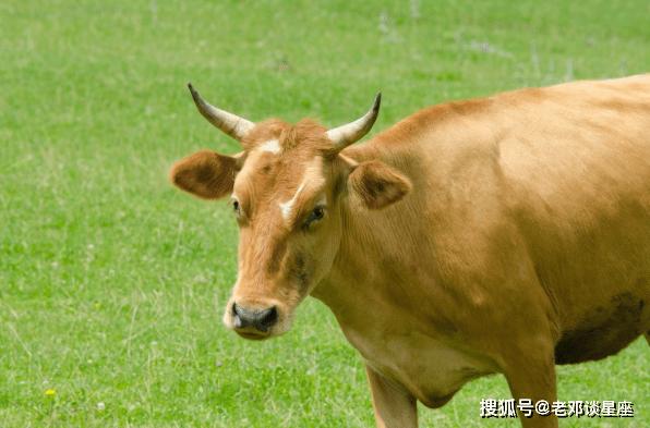 泓翔2018年1月生肖牛财气运势