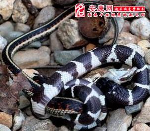 梦见大老蛇是什么意思