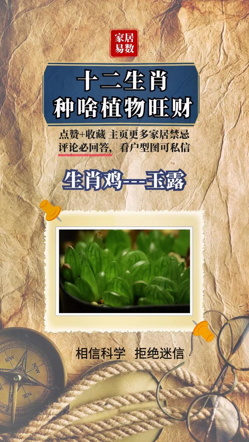 每个属相的招财植物
