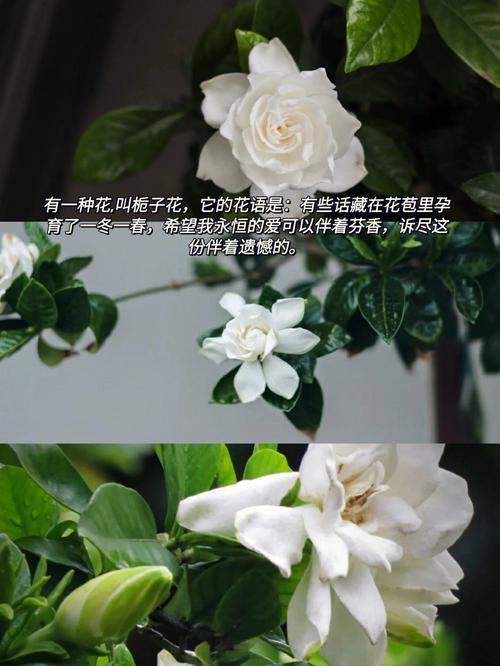 12月8日花语:侧柏,生日花语表白