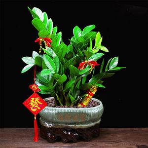 做生意店门口招财植物
