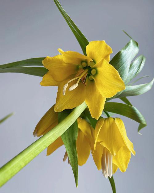 4月4日生日花语:帝王贝母