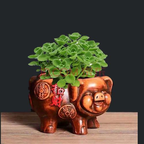 生肖猪办公室放什么植物好,聚财招财的植物
