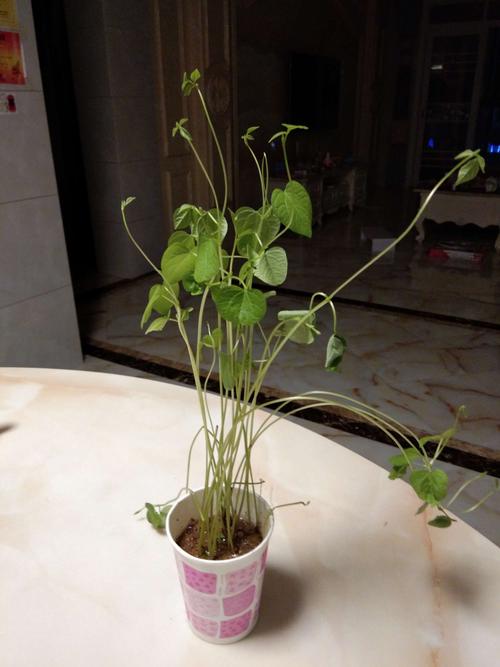 梦见种红豆