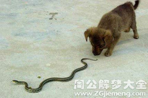 女人梦见蛇被狗咬死
