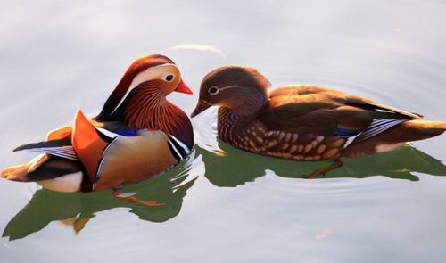 这3对生肖夫妻又粘又甜