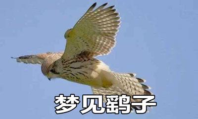 梦见鹞周公解梦,梦见鹞是什么意思?